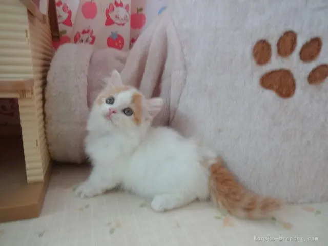 sachi 様のお迎えした子猫