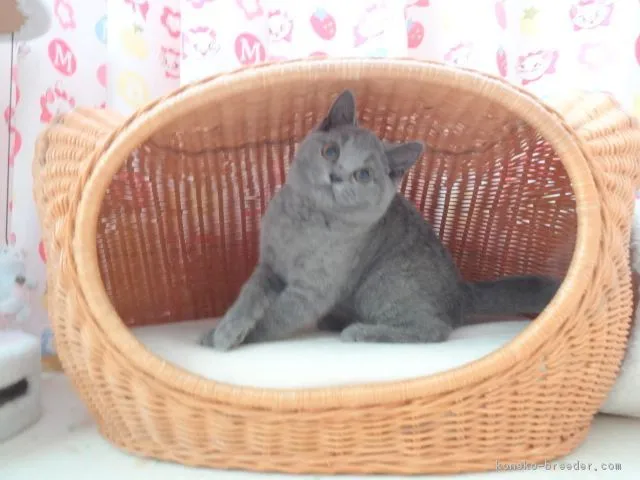 ID:1705-00636の子猫
