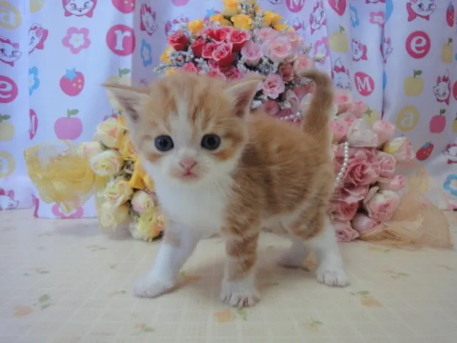 ayanoco 様のお迎えした子猫