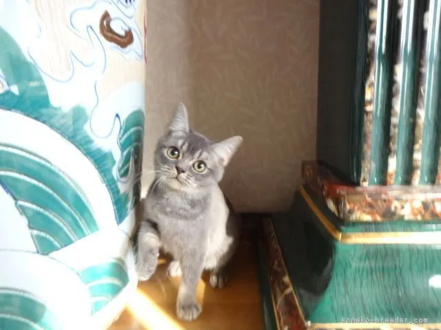 オカ 様のお迎えした子猫