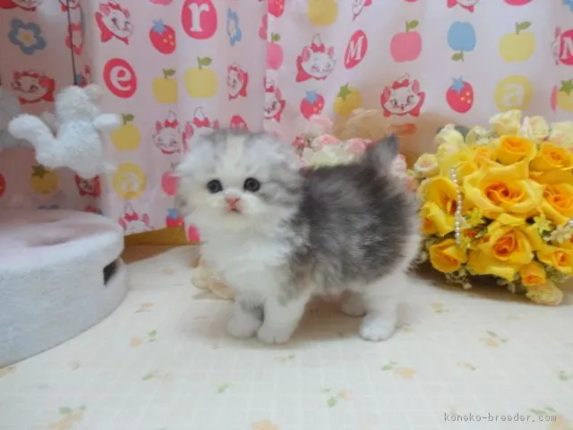 リリーちゃんのママ 様のお迎えした子猫
