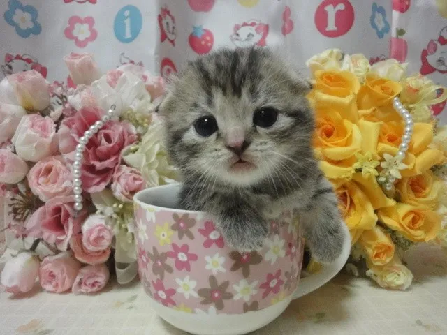 ID：1404-00101の子猫