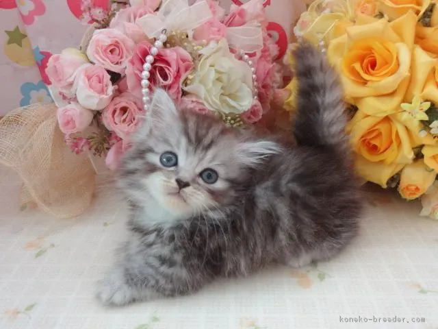けんと 様のお迎えした子猫