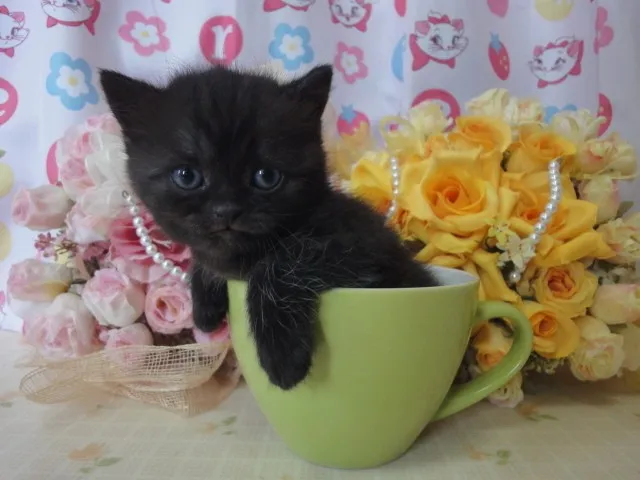 ID:1405-00141の子猫