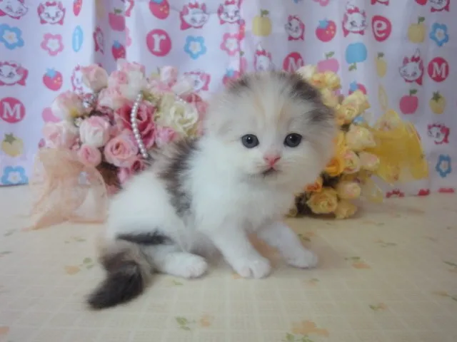 パールママ 様のお迎えした子猫