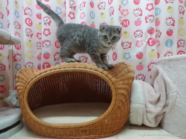 やっしー 様のお迎えした子猫