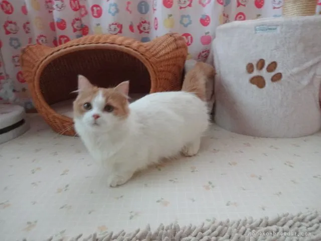 ID:1705-01063の子猫