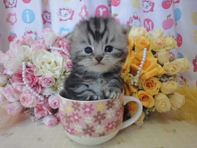 ID:1403-00152の子猫