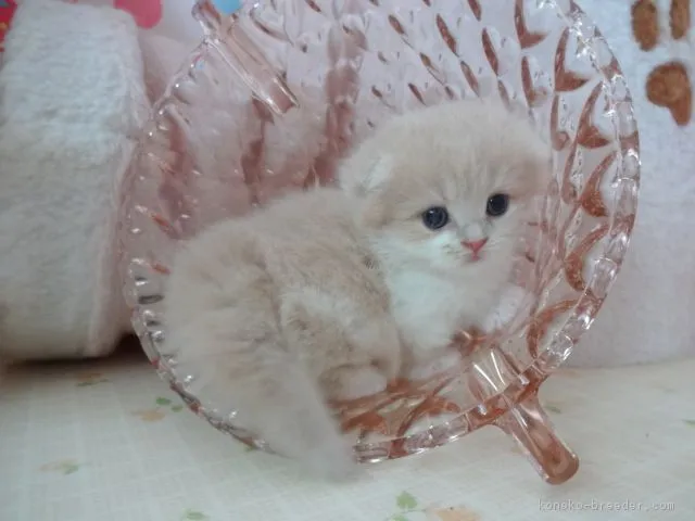 ID:1606-00565の子猫