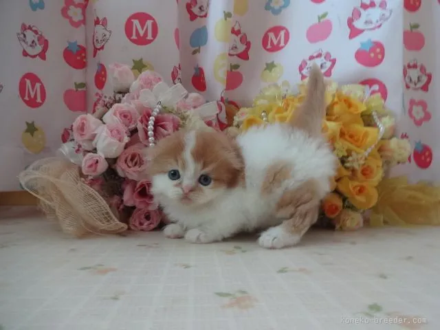 ID:1510-00332の子猫