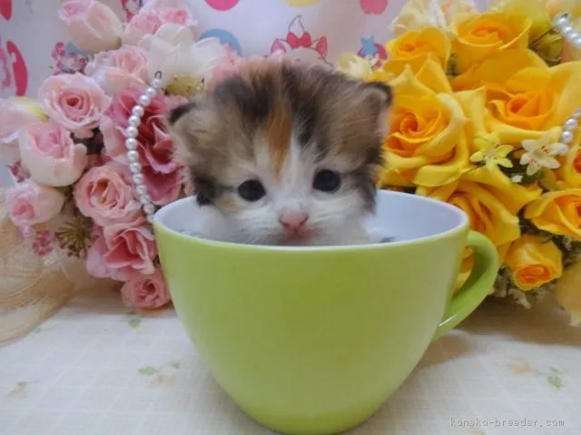 ID：1606-00017の子猫