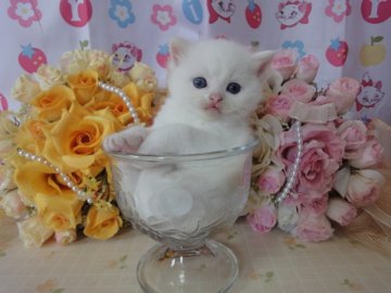 スコティッシュフォールド【高知県・男の子・2014年6月1日・ホワイト（ショートヘアー）】の写真「6月1日生まれ☆まんまる！立ち耳男の子」