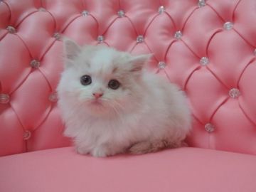 スコティッシュフォールド【高知県・男の子・2015年11月5日・クリーム&ホワイト（ロング）】の写真「可愛い立ち耳男の子♪」