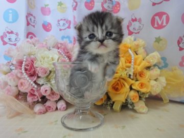マンチカン【高知県・男の子・2014年3月22日・シルバータビー（ロングヘアー）】の写真「3月22日生まれ☆短足男の子☆」