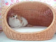 スコティッシュフォールド【高知県・男の子・2015年12月1日・ホワイト&レッド】の写真1