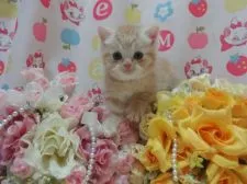 スコティッシュフォールド【高知県・女の子・2015年11月25日・レッドタビー】の写真1
