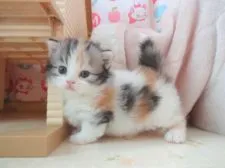 マンチカン(短足)【高知県・女の子・2018年4月14日・キャリコ】の写真1