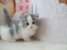 マンチカン【高知県・男の子・2017年7月27日・ブルー&ホワイト】の写真1「最新写真です。短い足でヨチヨチ歩き始めました。」