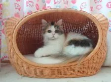 マンチカン【高知県・女の子・2016年9月2日・キャリコ】の写真2