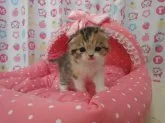 スコティッシュフォールド【高知県・女の子・2013年4月17日・キャリコ】の写真2