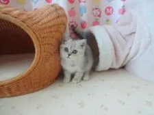 エキゾチックショートヘア【高知県・男の子・2015年7月20日・シルバーマッカレルタビー】の写真2