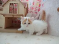 マンチカン【高知県・女の子・2017年7月27日・ホワイト&レッド】の写真2