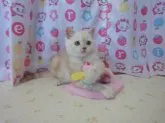 スコティッシュフォールド【高知県・男の子・2014年3月15日・カメオタビー】の写真3
