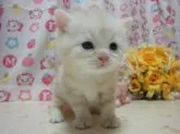 スコティッシュフォールド【高知県・男の子・2014年2月17日・クリームタビー】の写真3