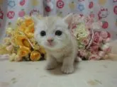 スコティッシュフォールド【高知県・男の子・2014年8月6日・カメオタビー】の写真3