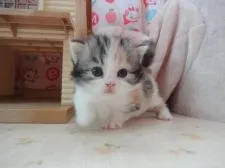 マンチカン(短足)【高知県・女の子・2018年4月14日・キャリコ】の写真3