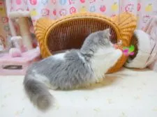 マンチカン(短足)【高知県・男の子・2018年4月16日・ブルー&ホワイト】の写真3