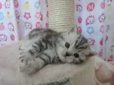 スコティッシュフォールド【高知県・女の子・2013年2月8日・シルバータビー】の写真4