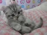 スコティッシュフォールド【高知県・女の子・2013年3月1日・ブルータビー】の写真4