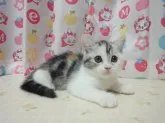 スコティッシュフォールド【高知県・女の子・2013年6月1日・シルバーパッチドタビー&ホワイト】の写真4