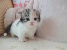 マンチカン(短足)【高知県・女の子・2018年4月14日・キャリコ】の写真4