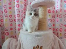 マンチカン【高知県・女の子・2016年11月1日・ダイリュートキャリコ】の写真4