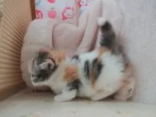 マンチカン(短足)【高知県・女の子・2018年4月14日・キャリコ】の写真5