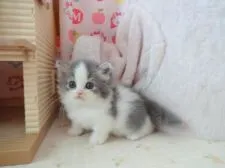 マンチカン【高知県・男の子・2017年7月27日・ブルー&ホワイト】の写真5