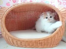 スコティッシュフォールド【高知県・男の子・2016年11月2日・ホワイト&レッド】の写真5