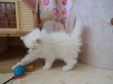 スコティッシュフォールド(立ち耳)【高知県・男の子・2017年9月29日・ホワイト】の写真5