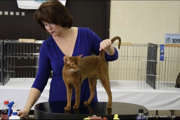 中村　昌代(なかむら　まさよ)ブリーダー(神奈川県・アビシニアン・CFA登録)の紹介写真6
