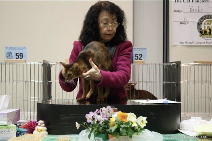 中村　昌代(なかむら　まさよ)ブリーダー(神奈川県・アビシニアン・CFA登録)の紹介写真7