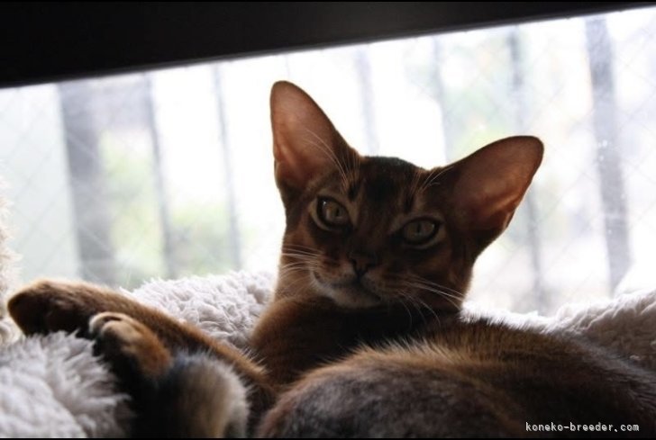 中村　昌代(なかむら　まさよ)ブリーダー(神奈川県・アビシニアン・CFA登録)の紹介写真9