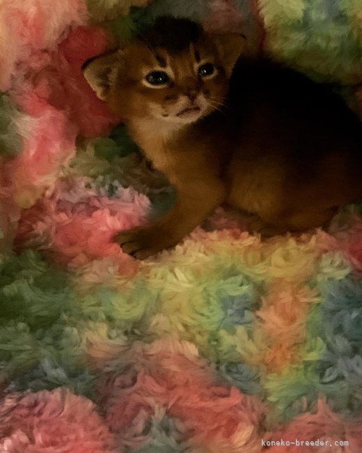 中村昌代ブリーダーのブログ：アビシニアンの赤ちゃん