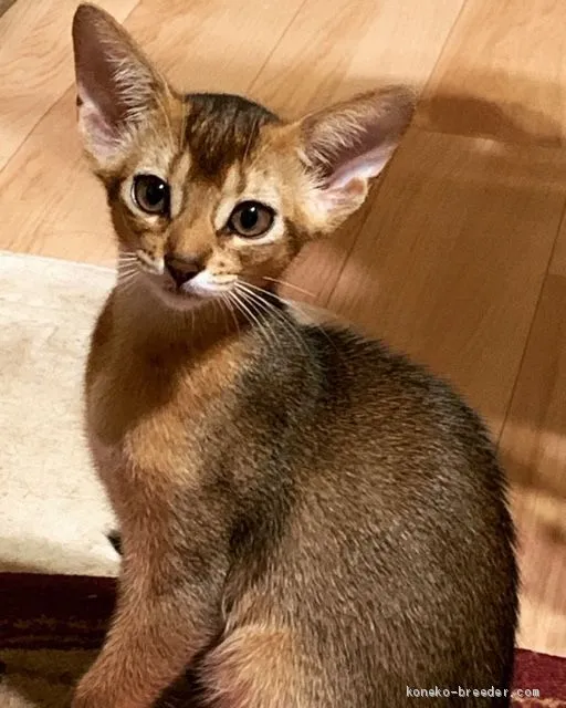 ID：2009-00912の子猫