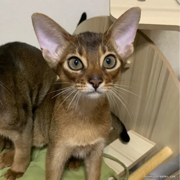 ID:2407-01635の子猫