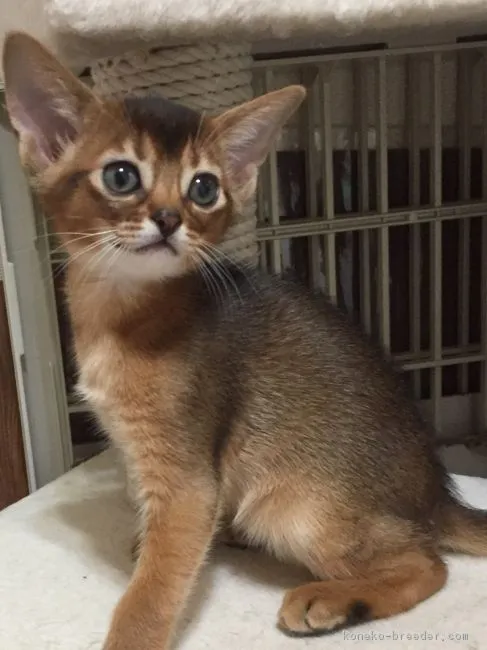 ID：1804-01635の子猫