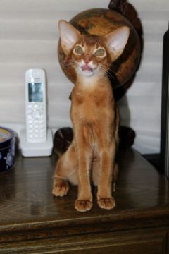 アビシニアン【神奈川県・男の子・2016年7月1日・レッド】の写真「濃いレッドカラーを持った甘えん坊な子です」