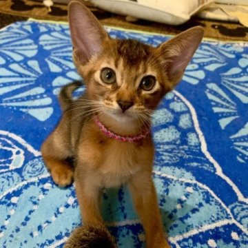 アビシニアン【神奈川県・男の子・2023年6月20日・ルディ】の写真「愛らしく人懐っこい元気な男の子」