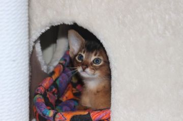 アビシニアン【神奈川県・男の子・2021年1月1日・ルディ】の写真「おっとりした天然ちゃん」